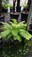 Matteuccia Struthiopteris or Ostrich Fern or Shuttlecock Fern is for sale by fern stockists Paramount Plants London nursery and online with UK wide deliveries. 