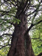 Metasequoia Glyptostroboides or Dawn Redwood mature tree showing full grown shape, growing in an arboretum