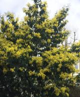 Acacia Dealbata Mimosa also known as Yellow Mimosa Tree for Sale online with UK delivery