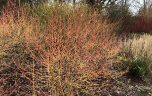 Mixed Cornus in the Winter Landscape