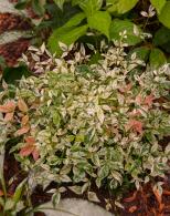 Nandina Domestica Twilight Heavenly Bamboo, variegated foliage, buy online UK