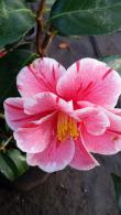 Camellia Japonica Oki No Nami flowering evergreen shrub for delivery UK