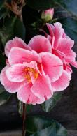 Camellia Japonica Oki No Nami flowering evergreen shrub for delivery UK