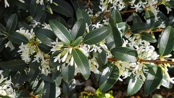 Osmanthus x burkwoodii evergreen shrub with white fragrant flowers