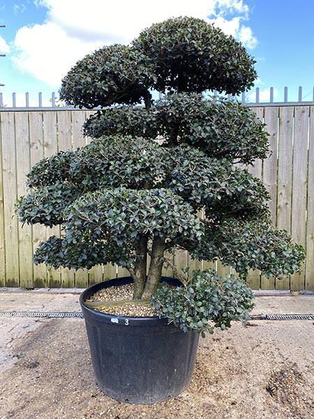 Osmanthus Cloud Tree