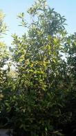 Osmanthus Fragrans, Sweet Olive or Fragrant Tea Olive to buy online UK delivery