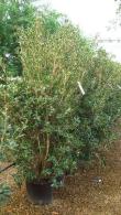 Osmanthus heterophyllus, hardy shrub specialists, Paramount Plants and Gardens UK