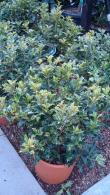 Osmanthus Goshiki Tricolour evergreen shrub, buy online UK delivery and Ireland delivery.