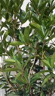 Osmanthus Yunnanensis or Yunnan Osmanthus