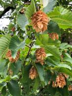 Ostrya Carpinifolia is also known as the European Hop Hornbeam, showing close up of the hop shaped catkins in August