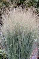 Panicum Virgatum Heavy Metal Switch Grass, ornamental grasses for sale online UK delivery