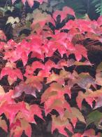 Parthenocissus Quinquefolia or Virginia Creeeper to buy online UK