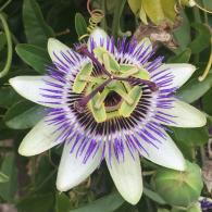 Passiflora Silly Cow close-up showing intricate purple and white flower