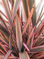 Phormium Tenax Sundowner New Zealand Flax Sundowner Grass