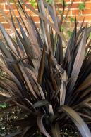 Phormium Tenax Surfer Bronze, commonly known as New Zealand flax for sale online UK