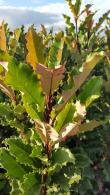 Photinia Fraseri Cracklin Red - new growth emerges dark red maturing to a deep rich green. 