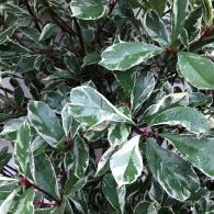 Photinia Fraseri Pink Marble Cassini Pleached Trees