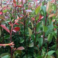 Photinia Root Ball Plants for Hedging, excellent quality plants at great value prices, buy online UK delivery.