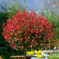 Photinia Red Robin Compacta Topiary tree with Spring time bright red foliage, buy online UK