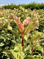 Photinia Serratifolia Pink Crispy is an evergreen shrub with unique, ruffled pink-tinged new leaves that mature into glossy green, offering both vibrant color and texture throughout the year.