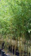 Phyllostachys Aureosulcata, Bamboos, London, Bamboo plant centre, Bamboos London - to Buy UK