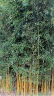 Phyllostachys Aureosulcata Spectabilis also known as Yellow Groove Bamboo for sale online with UK delivery.