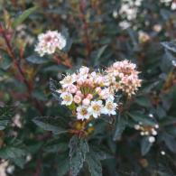 Physocarpus Opulifolius Tiny Wine Ninebark, dwarf variety of Ninebark with dark red foliage, for sale online with UK delivery.