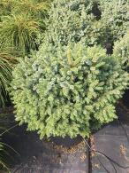 Picea Omorika Nana is a dwarf Serbian spruce with a compact, conical shape and slender, dark green needles, ideal for small gardens and decorative containers.