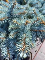 Picea Pungens Globosa, Low Growing Conifers, UK