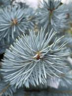 Close-up of Picea Pungens Hoopsii needles, showing dense blue green color and sharp texture