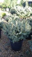 Picea Pungens Globosa, Low Growing Conifers, UK