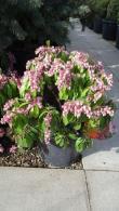 Pieris Katsura - acid loving shrub to buy online UK delivery