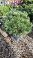 Pinus Nigra Nana, dwarf form of the famous Pinus Nigra 