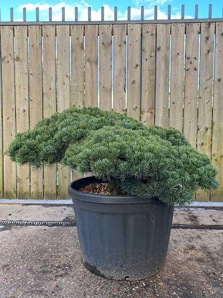 Pinus Pentaphylla Cloud Tree