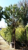 Pinus Pinea, hardy trees, Paramount Plants and Gardens UK - For sale London