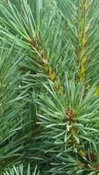 Pinus Sylvestris Chantry Blue, beautiful blue foliage on this variety of Scots Pine, compact shrub that won