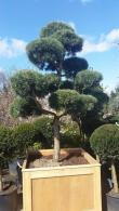 Pinus Sylvestris Pine Cloud Tree Pom Pom