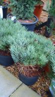 Pinus Sylvestris Watereri or Walter Pine for sale in London, UK