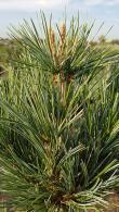 Pinus Vanderwolfs Pyramid or Vanderwolf Pine