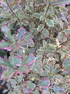 Pittosporum Tenuifolium Elizabeth is an evergreen shrub with wavy variegated leaves that change from pink to green adding year-round color and interest