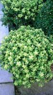 Pittosporum Goldstar for sale. Known as Kohuhu, an evergreen shrub for sale from Shrub Specialist Nursery - Paramount UK