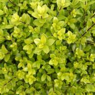 Pittosporum Tenuifolium Golf Ball evergreen shrub with globe shape, for sale online UK delivery.