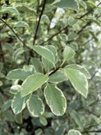 Pittosporum Silver Queen variegated foliage, evergreen shrub to buy online UK