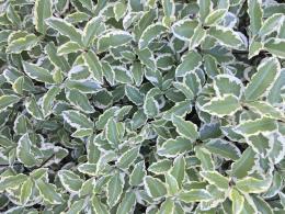 Pittosporum tenuifolium Variegatum evergreen shrub with variegated foliage