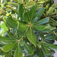 Pittosporum Tobira is a versatile evergreen shrub with leathery, dark green leaves and fragrant white flowers. It grows into a dense, rounded shape, making it ideal for hedges, screens, or as a specimen plant.