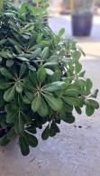 Evergreen foliage detail of Pittosporum Tobira Nana, an attractive dwarf shrub for sale online UK