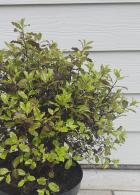 Known for its dark glossy foliage and dense growth habit. It’s perfect for small gardens. Containers or as a low hedge adding a touch of sophistication with minimal maintenance.