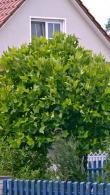 Dwarf London Plane tree with lovely globe shaped crown - great for smaller gardens, buy online UK delivery.