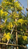 Pleached Acacia dealbata tree featuring feathery foliage and bright yellow flowers