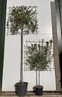 Pleached Callistemon Laevis Trees or Pleached Bottle Brush Trees